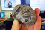 Descubren el primer huevo de un antepasado de los mamíferos, de hace 250 millones de años