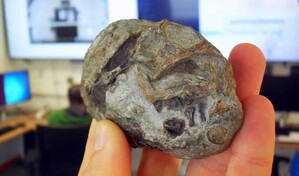 Descubren el primer huevo de un antepasado de los mam&iacute;feros, de hace 250 millones de a&ntilde;os