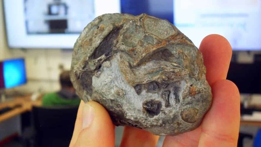 Descubren el primer huevo de un antepasado de los mam&iacute;feros, de hace 250 millones de a&ntilde;os