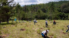 Voluntariado del Banco Popular siembra 6,000 plantas en la comunidad de Mezquino