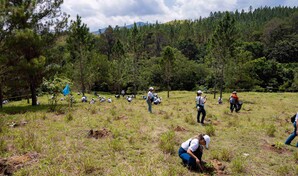Voluntariado del Banco Popular siembra 6,000 plantas en la comunidad de Mezquino