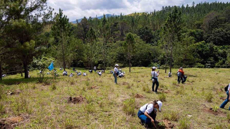 Voluntariado del Banco Popular siembra 6,000 plantas en la comunidad de Mezquino Voluntariado del Banco Popular siembra 6,000 plantas en la comunidad de Mezquino