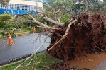 Fuertes lluvias y vientos provocan caídas de árboles en el Gran Santo Domingo