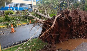 Fuertes lluvias y vientos provocan ca&iacute;das de &aacute;rboles en el Gran Santo Domingo