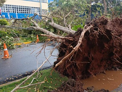 Caen árboles en el Gran Santo Domingo por lluvias