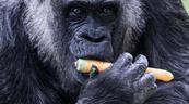 La gorila m&aacute;s longeva del mundo cumple 69 a&ntilde;os en el zoo de Berl&iacute;n