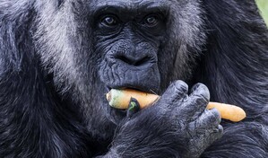 La gorila más longeva del mundo cumple 69 años en el zoo de Berlín