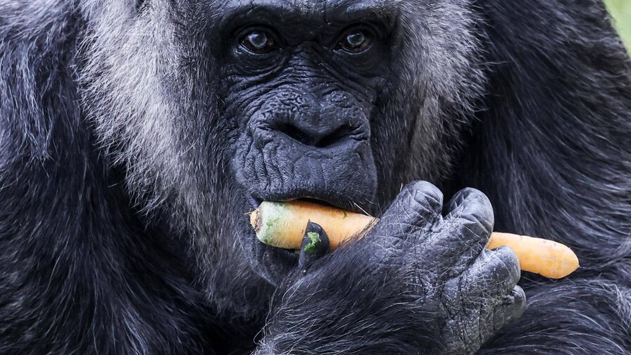 La gorila más longeva del mundo cumple 69 años en el zoo de Berlín