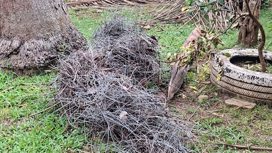 Ciudadana documenta nido de cigua palmera construido con alambre dulce