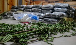Autoridades incautan alijo de 613 libras de marihuana durante allanamientos en El&iacute;as Pi&ntilde;a