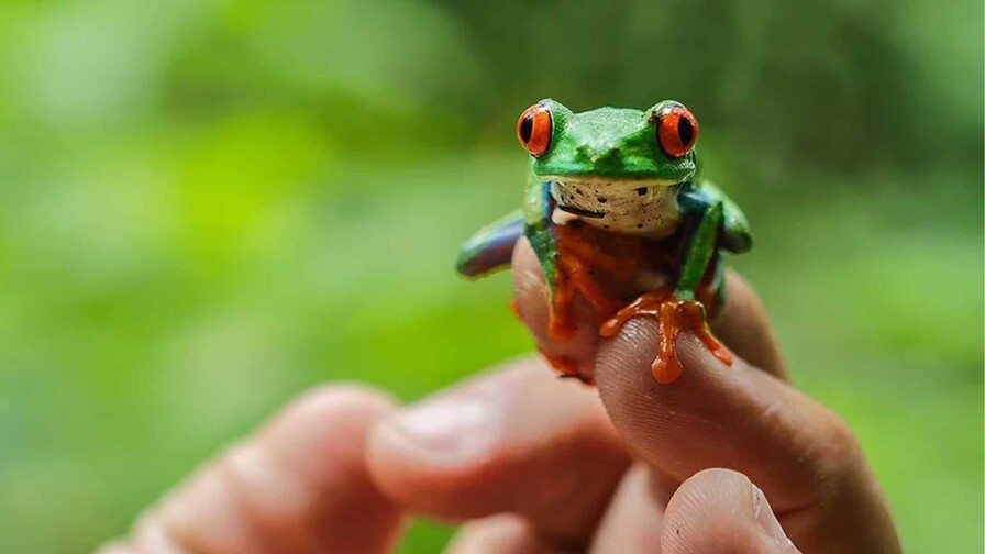 Nicaragua exportó 29,732 animales exóticos en primer trimestre, incluidas ranas ojos rojos
