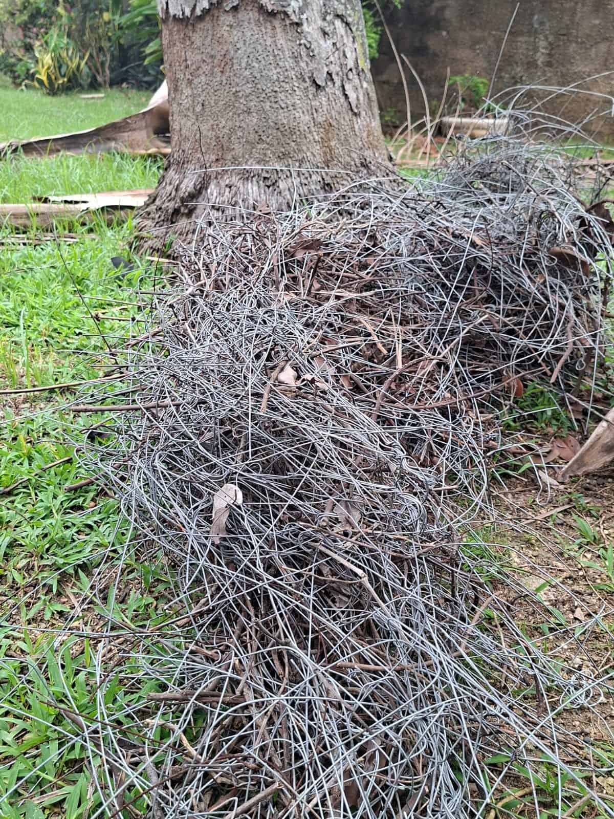 Nido de cigua palmera construido con alambre y fibras naturales.