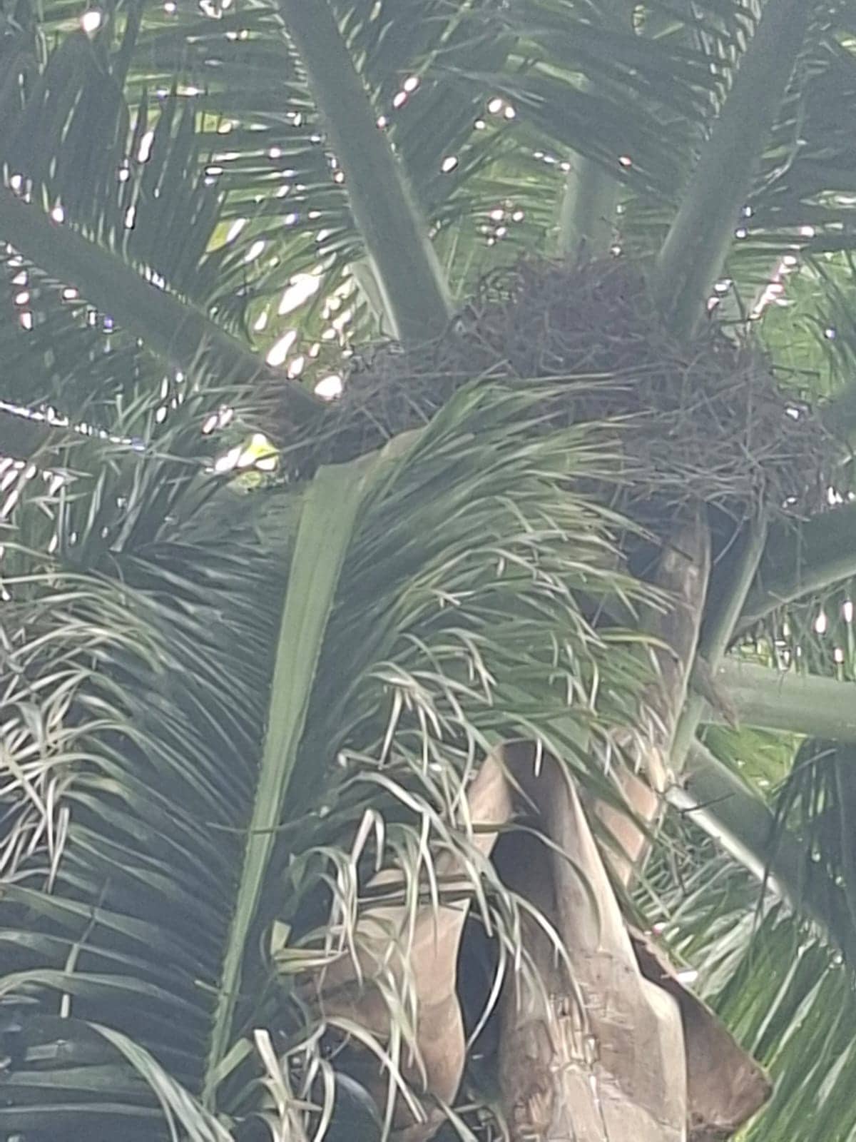 El nido de una cigua palmera, ubicado en lo alto de una palma, construido con fibras naturales y alambres presuntamente provenientes de una construcción cercana en el sector Arroyo Hondo.