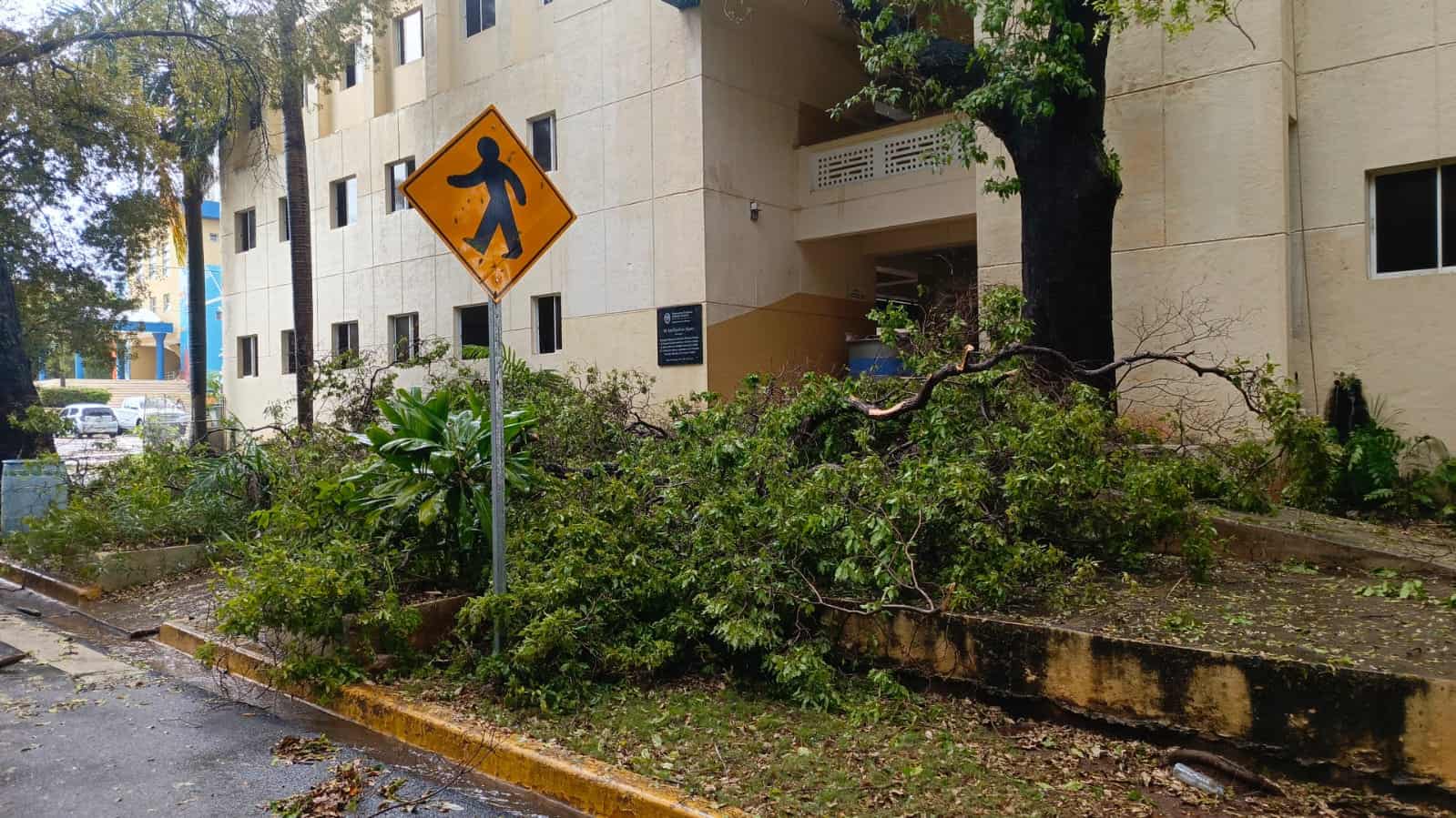 Caída de árbol en la Universidad Autónoma de Santo Domingo (UASD).