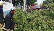 Alcald&iacute;a del DN despliega m&aacute;s de 1,100 brigadistas para remover &aacute;rboles ca&iacute;dos por lluvias