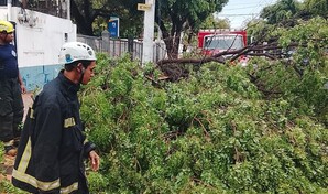 Alcald&iacute;a del DN despliega m&aacute;s de 1,100 brigadistas para remover &aacute;rboles ca&iacute;dos por lluvias
