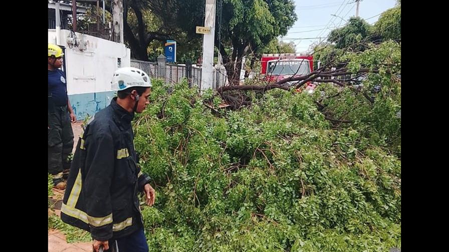 Alcaldía del DN despliega más de 1,100 brigadistas para remover árboles caídos por lluvias Alcaldía del DN despliega más de 1,100 brigadistas para remover árboles caídos por lluvias