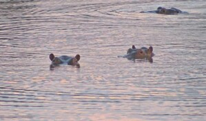 Pa&iacute;ses rechazan a los hipop&oacute;tamos de Pablo Escobar por una mutaci&oacute;n gen&eacute;tica