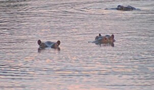 Pa&iacute;ses rechazan a los hipop&oacute;tamos de Pablo Escobar por una mutaci&oacute;n gen&eacute;tica