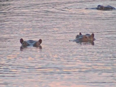 Países rechazan a los hipopótamos de Pablo Escobar