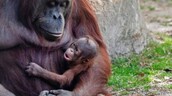 Nace en el zool&oacute;gico de Madrid un orangut&aacute;n de Borneo, especie en peligro de extinci&oacute;n