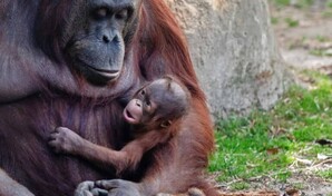 Nace en el zool&oacute;gico de Madrid un orangut&aacute;n de Borneo, especie en peligro de extinci&oacute;n