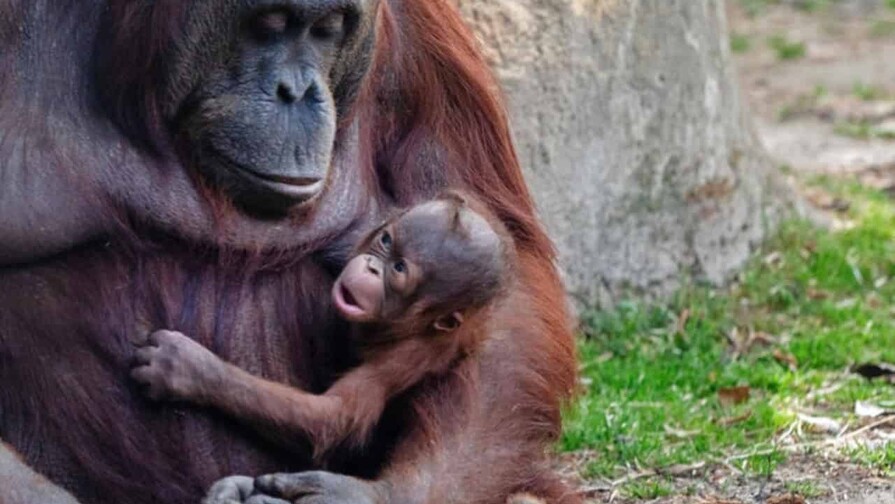 Nace en el zool&oacute;gico de Madrid un orangut&aacute;n de Borneo, especie en peligro de extinci&oacute;n