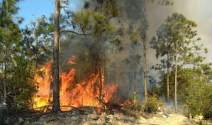 Dos incendios en el oeste de Cuba arrasan ya 600 hectáreas de bosque