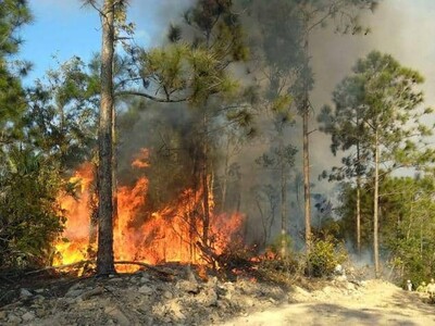 Cuba enfrenta incendios forestales que arrasan bosques