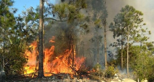 Cient&iacute;ficos temen un a&ntilde;o particularmente severo en cuanto a incendios en el mundo
