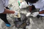 Liberada tras años de rehabilitación, una tortuga aparece muerta días después con herida de arpón Liberada tras años de rehabilitación, una tortuga aparece muerta días después con herida de arpón