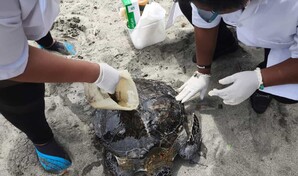 Liberada tras a&ntilde;os de rehabilitaci&oacute;n, una tortuga aparece muerta d&iacute;as despu&eacute;s con herida de arp&oacute;n