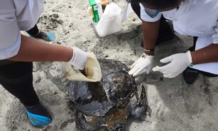 Liberada tras a&ntilde;os de rehabilitaci&oacute;n, una tortuga aparece muerta d&iacute;as despu&eacute;s con herida de arp&oacute;n