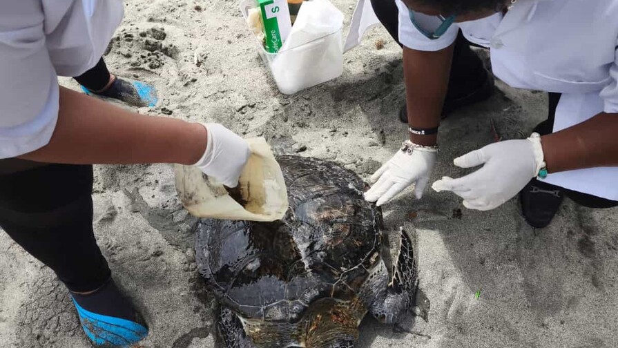 Liberada tras años de rehabilitación, una tortuga aparece muerta días después con herida de arpón