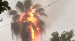 Rayo impacta palmera, la incendia y una parte en llamas cae sobre una casa, provocando un siniestro