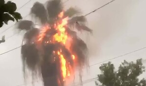 Rayo impacta palmera, la incendia y una parte en llamas cae sobre una casa, provocando un siniestro