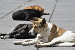 Pol&eacute;mica en M&eacute;xico tras senadora admitir el sacrificio de 10,000 perros callejeros