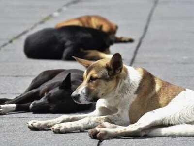 Sacrificio de 10,000 perro genera polémica en México