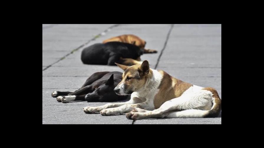 Polémica en México tras senadora admitir el sacrificio de 10,000 perros callejeros