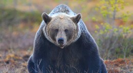 Dos soldados estadounidenses resultan heridos por el ataque de un oso en Alaska