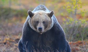 Dos soldados estadounidenses resultan heridos por el ataque de un oso en Alaska