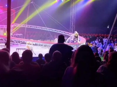 Un tigre salta de la arena al público en el sur de Rusia