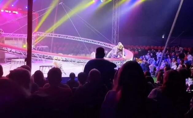 Un tigre salta de la arena al p&uacute;blico durante espect&aacute;culo circense en el sur de Rusia
