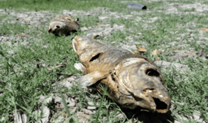 El D&iacute;a de la Tierra o c&oacute;mo seguir luchando por un planeta menos c&aacute;lido y contaminado
