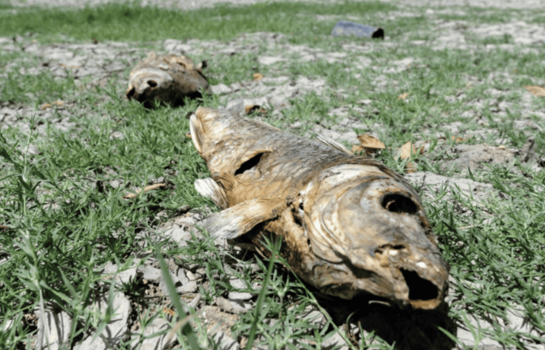 El D&iacute;a de la Tierra o c&oacute;mo seguir luchando por un planeta menos c&aacute;lido y contaminado