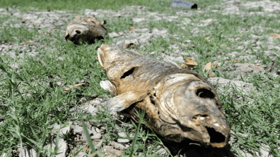 El Día de la Tierra o cómo seguir luchando por un planeta menos cálido y contaminado