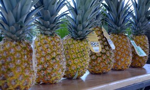 La pi&ntilde;a de Monte Plata y la productividad como camino al valor