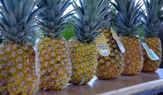 La pi&ntilde;a de Monte Plata y la productividad como camino al valor