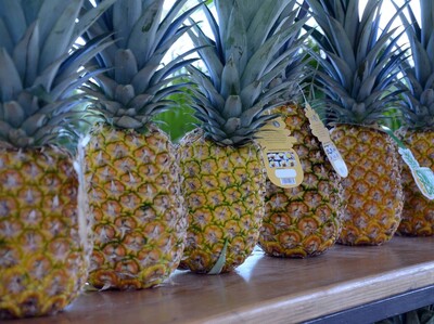 La piña de Monte Plata y la productividad como vía al valor