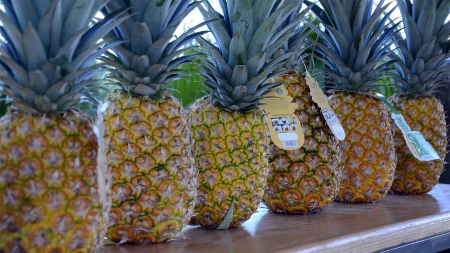 La pi&ntilde;a de Monte Plata y la productividad como camino al valor